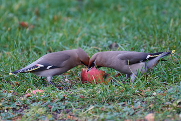 Bohemian waxwing (Bombycilla garrulus)