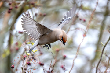 Bohemian waxwing (Bombycilla garrulus)