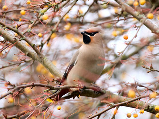 Bohemian waxwing (Bombycilla garrulus)