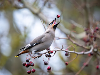 Bohemian waxwing (Bombycilla garrulus)
