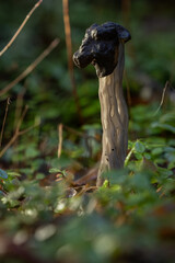 A striking macro shot of the Black Elfin Saddle mushroom, or Helvella lacunosa, characterized by its black, contorted cap and its dramatically fluted and ribbed grayish-brown stem.