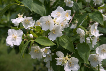 Fototapeta premium bosquet de Seringat (Jasmin des poètes)ou Philadelphus, aux fleurs blanches