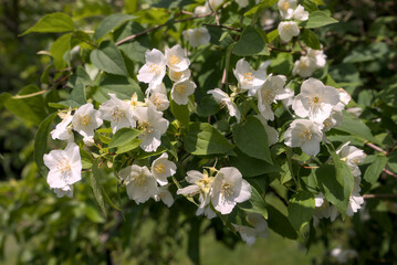 bosquet de Seringat (Jasmin des poètes)ou Philadelphus, aux fleurs blanches