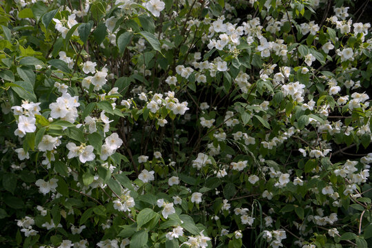 bosquet de Seringat (Jasmin des po&egrave;tes)ou Philadelphus, aux fleurs blanches