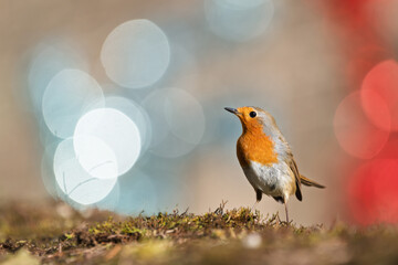 Closeup of european robin standing on the ground with a blurred background of Christmas decorations