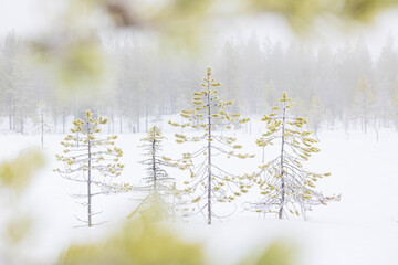 View of frosted pine trees stand against a snow-covered landscape under a hazy sky, their delicate branches dusted with white, Kuusamo, North Ostrobothnia, Finland.