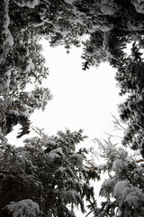 Snow-Covered Forest Canopy Viewed from Below   Pokryte śniegiem korony drzew widziane od spodu © Adrian White
