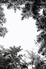 Snow-Covered Forest Canopy Viewed from Below   Pokryte śniegiem korony drzew widziane od spodu © Adrian White