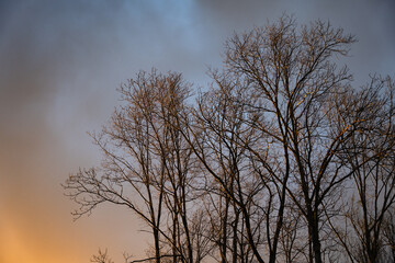 Bare Trees at Sunset in the Midwest