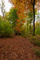 Baumgiganten und Totholz im Naturschutzgebiet Rohrberg im Naturpark Spessart, Landkreis Aschaffenburg, Unterfranken, Franken, Bayern, Deutschland