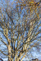 Detailed Bare Tree Canopy Against Clear Sky