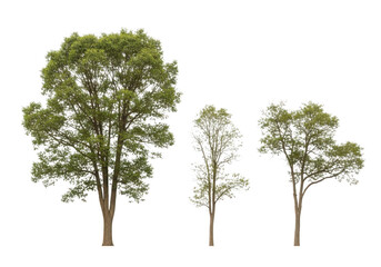 Obraz premium Three deciduous trees of varying sizes isolated on transparent background