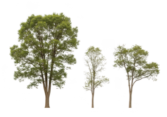 Three deciduous trees of varying sizes isolated on transparent background