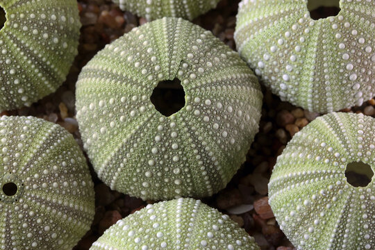 LIGHT GREEN PATTERNED SEA URCHIN SKELETON SHELL