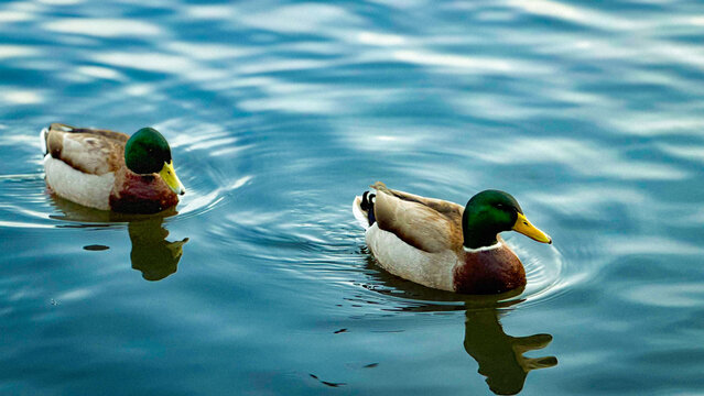 duck in the water