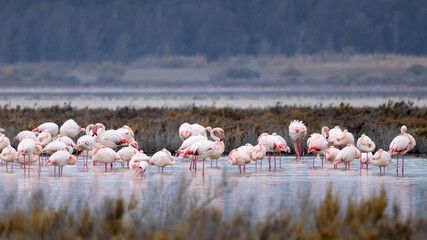 Fototapeta premium Flock of Flamingos (Phoenicopterus roseus) in the Akrotiri Salt Lake of Limassol, Cyprus