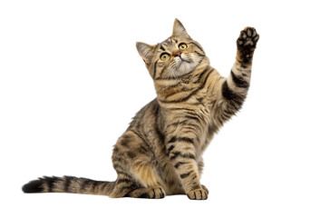 Obraz premium Isolated playful tabby cat on a Transparent Background.