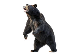Isolated American black bear on a Transparent Background.