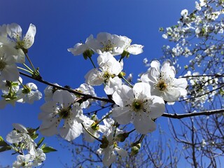 White spring cherry blossom flowers against blue sky. Beautiful blooming fruit tree branch in springtime for seasonal nature background and garden design