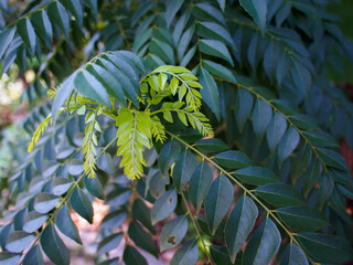 Small Climbing Leaves on Tree Bark