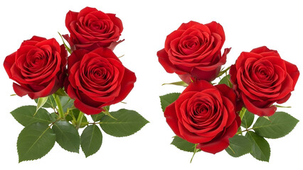 Bundle of vibrant red roses fresh cut flowers for romantic occasions perfect for Valentines Day and weddings on a transparent background PNG © ShazilStock