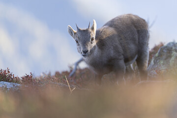 View of a young Alpine ibex standing proudly on rocky terrain amidst sparse vegetation, its gaze fixed forward, Chamonix-Mont-Blanc, Auvergne-Rhone-Alpes, France.
