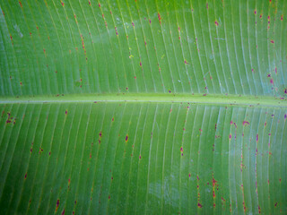 Textured Banana Trunk with New Shoot