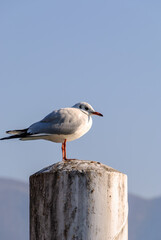 A seagull perched on a weathered post against a clear blue sky, captured in natural light with calm, minimalistic scenery.