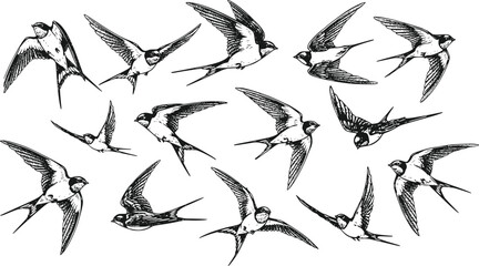 Collection of Hand-Drawn Barn Swallow Birds in Various Flight Poses Engraving Style Isolated on Transparent Background © Prosun Design