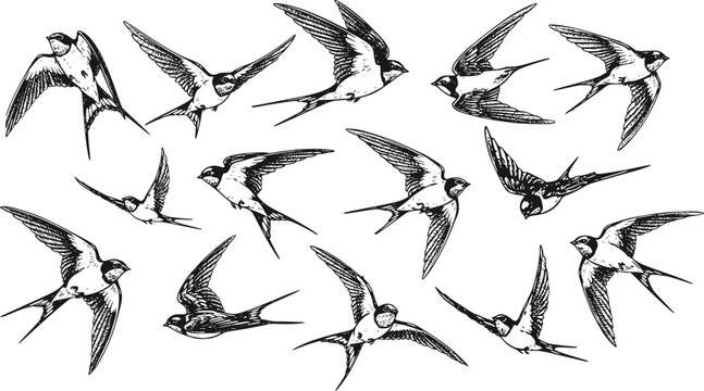 Collection of Hand-Drawn Barn Swallow Birds in Various Flight Poses Engraving Style Isolated on Transparent Background