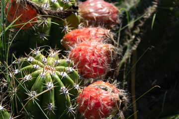 Red fruits of wild Selenicereus grandiflorus in the mountains of Cordoba, Argentina