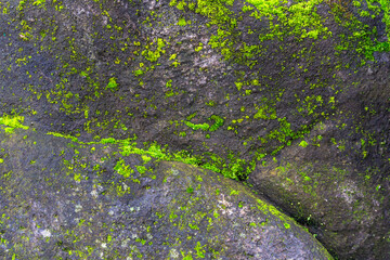 Realistic Green Mossy on Concrete Wall Texture