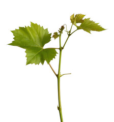 Green grape vine sprout with leaves isolated on a transparent background