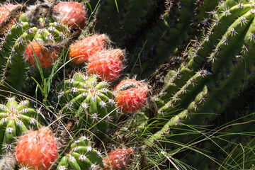 Red fruits of wild Selenicereus grandiflorus in the mountains of Cordoba, Argentina