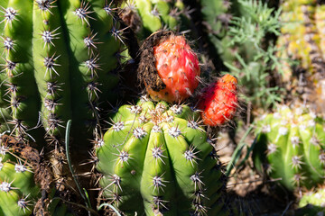 Red fruits of wild Selenicereus grandiflorus in the mountains of Cordoba, Argentina
