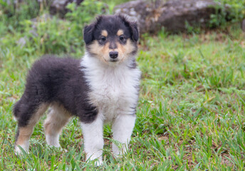 Tricolor Rough Collie puppy in the mountains