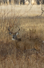 Buck Whitetail Deer During the Rut in colorado in Autumn
