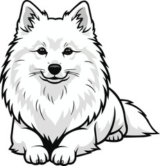 Fototapeta premium Japanese Spitz dog lying down relaxed with head raised