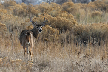 Buck Whitetail Deer During the Rut in colorado in Autumn