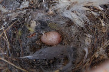 Polioptila dumicola nest in a trash can