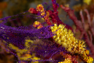 The Release: Exceptional, rare capture of the Paramuricea clavata (Red Gorgonian), actively spawning or releasing gametes into the water column