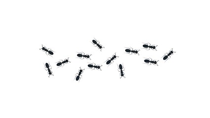 A Colony of Black Ants Marching in a Scattered Formation on a White Background insect