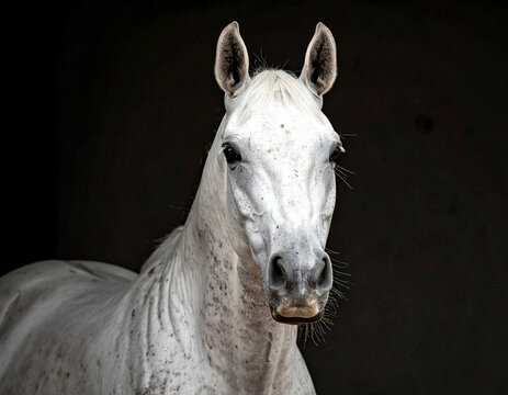 Pferd