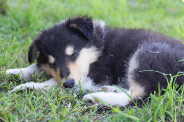 Tricolor Rough Collie puppy in the mountains