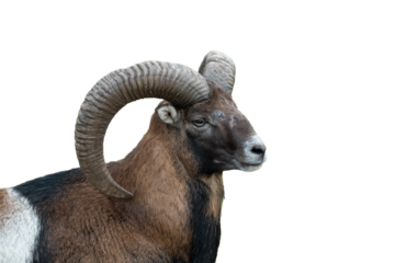Mouflon ram standing with large curved horns in profile