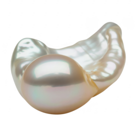 Large baroque pearl in shell on transparent background isolated on a transparent background