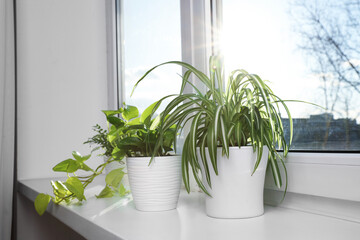 Beautiful potted houseplants on window sill indoors