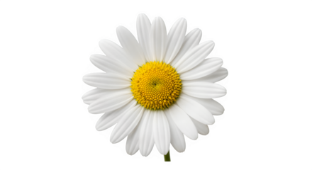 Closeup of a beautiful white daisy flower with a bright yellow center isolated on transparent background