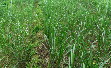 Obraz premium Young Sugarcane Plantation - Leaves Green Foliage Background