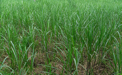 Young Sugarcane Plantation - Leaves Green Foliage Background